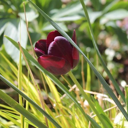 Sankt Julian Maison Mille Fleurs מראה חיצוני תמונה