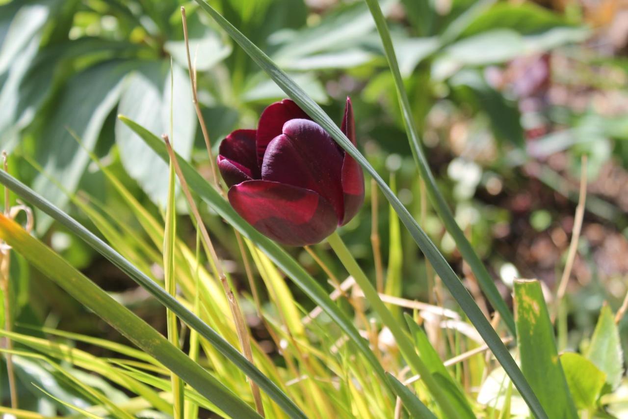Sankt Julian Maison Mille Fleurs מראה חיצוני תמונה