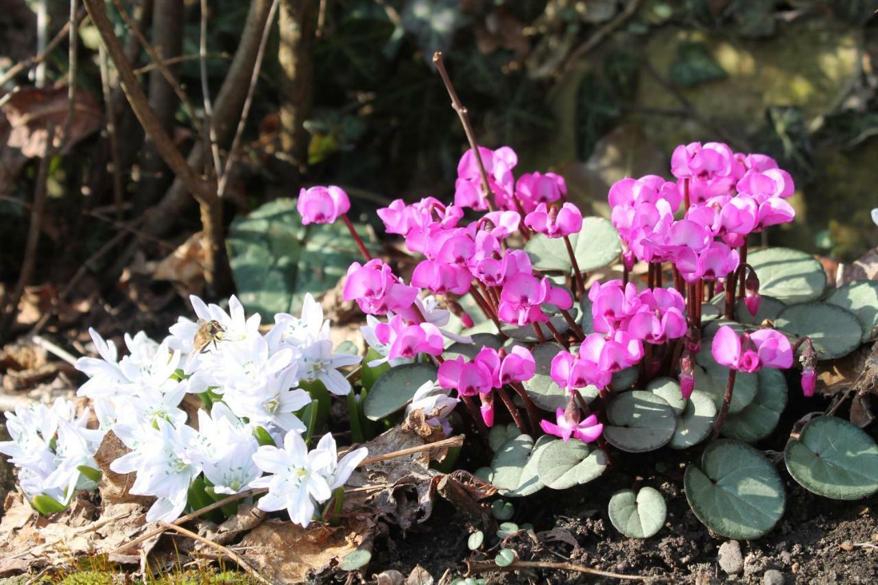 Sankt Julian Maison Mille Fleurs מראה חיצוני תמונה