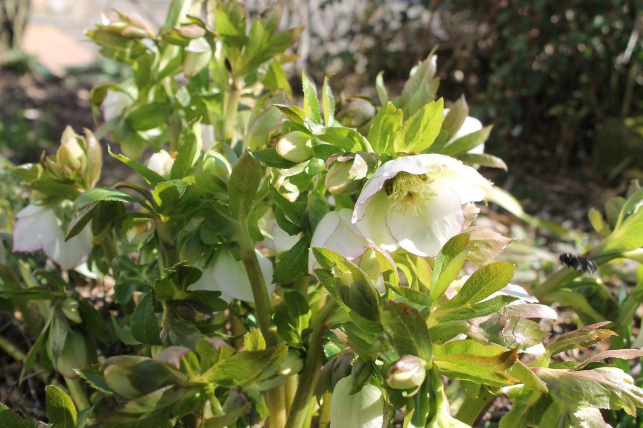 Sankt Julian Maison Mille Fleurs מראה חיצוני תמונה